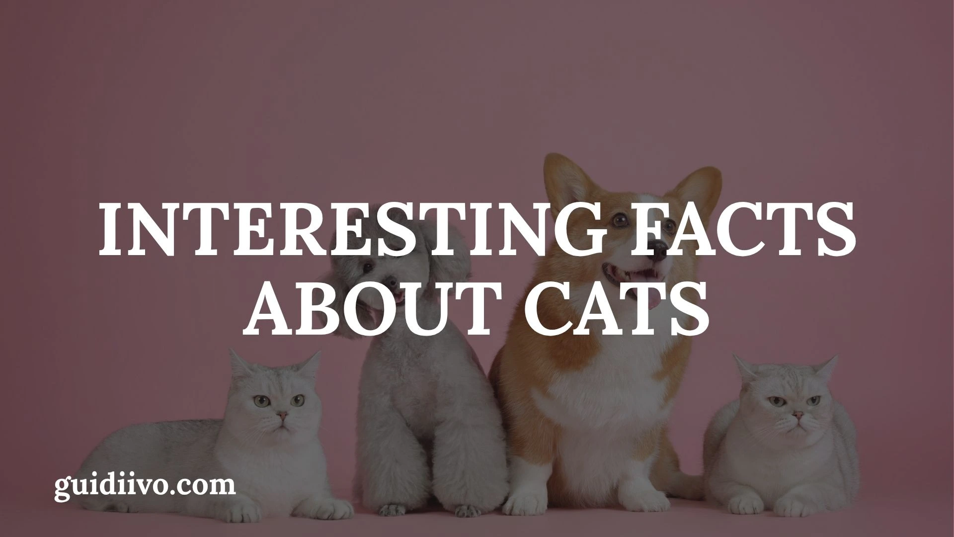 30 Interesting Facts About Cats That Reveal Their Remarkable World