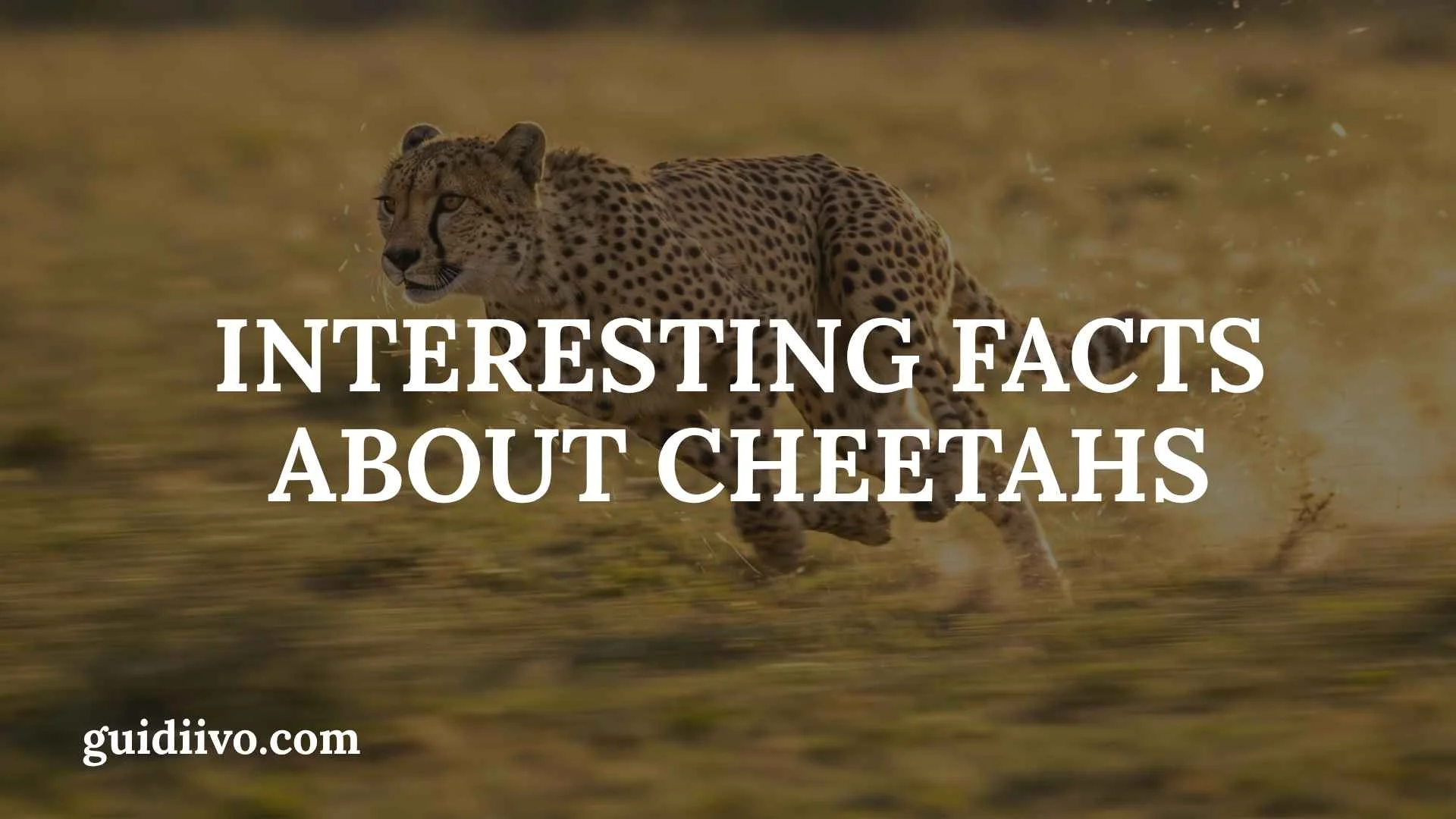 35 Interesting Facts About Cheetahs That Reveal the Secrets of the World’s Fastest Land Animal