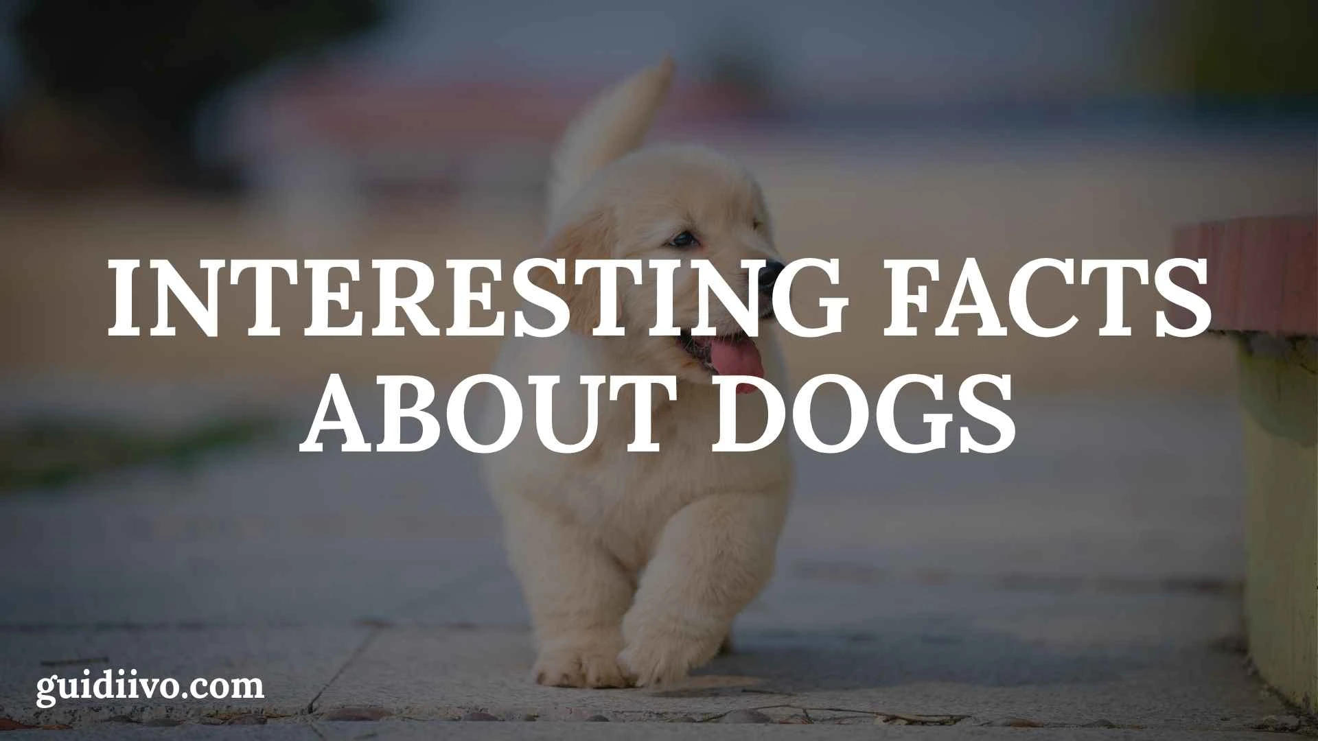 35 Interesting Facts About Dogs That Reveal Their Extraordinary World