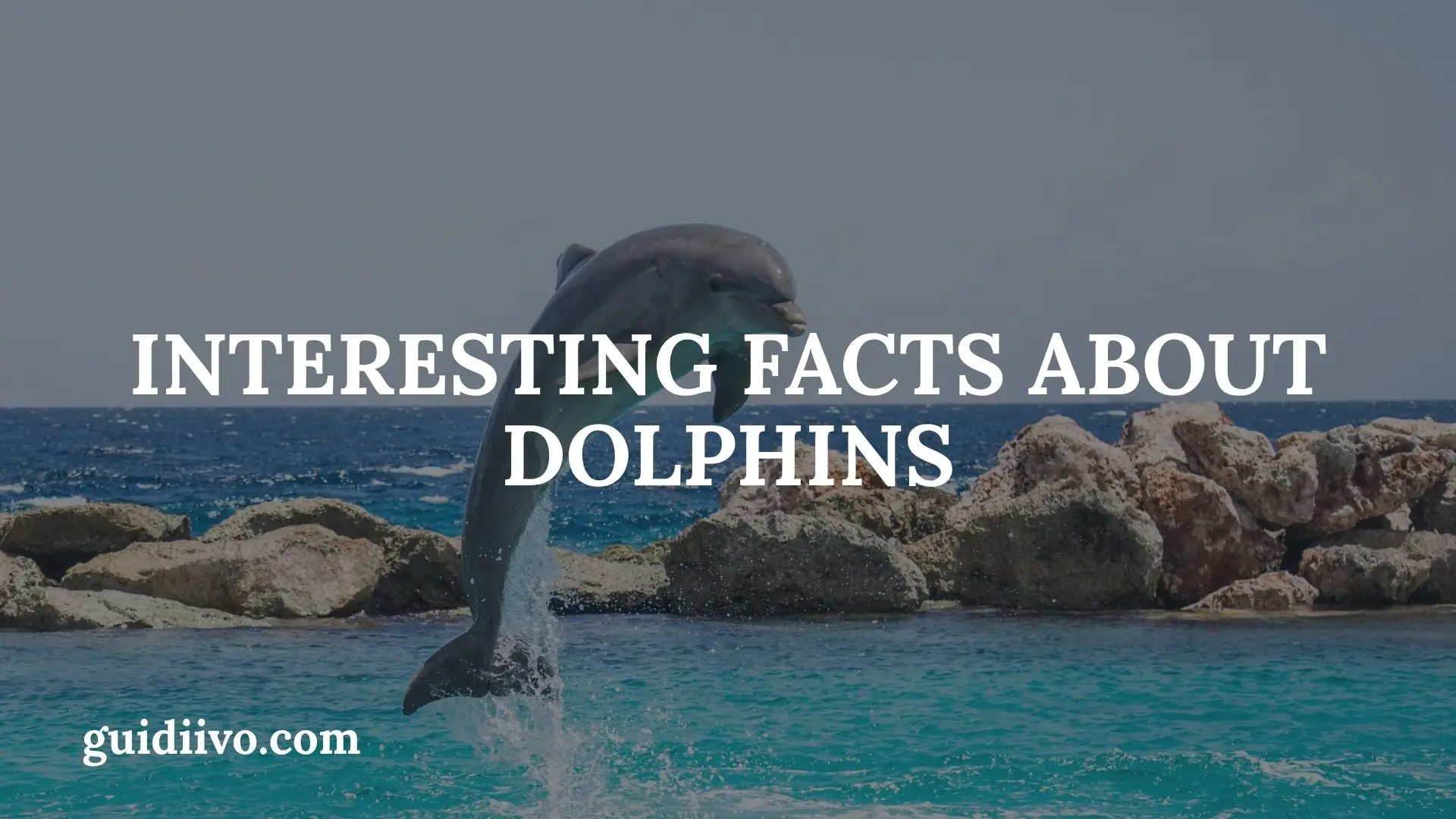 30 Interesting Facts About Dolphins That Reveal Their Remarkable World